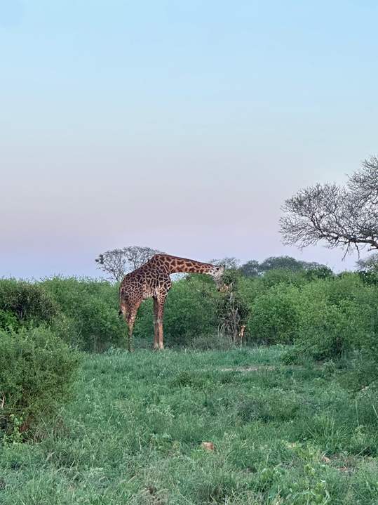 Giraffa al pascolo al crepuscolo