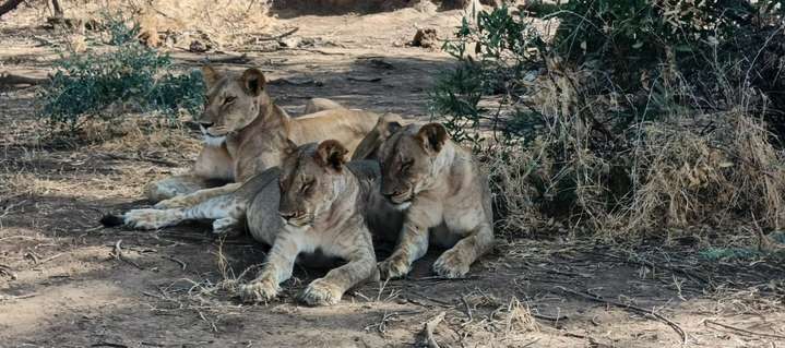 Leoni al riposo nello Tsavo
