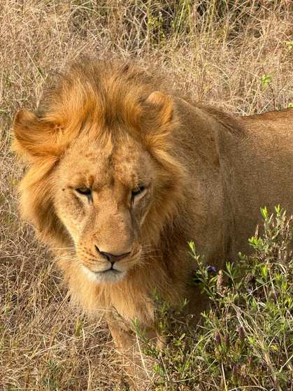 Il re della savana