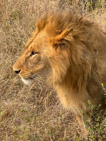 Masai Mara – 4 Giorni / 3 Notti